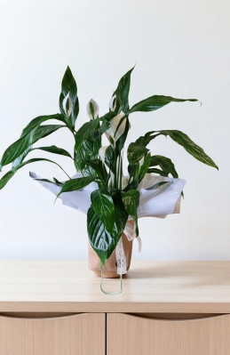 Peace Lily Plant