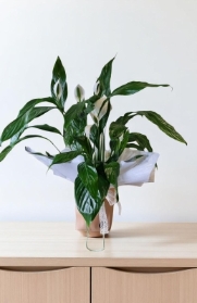 Peace Lily Plant